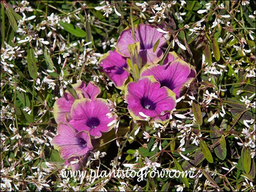 Petunia Pretty Much Picasso was taken over by the aggressive Euphorbia First Blush.